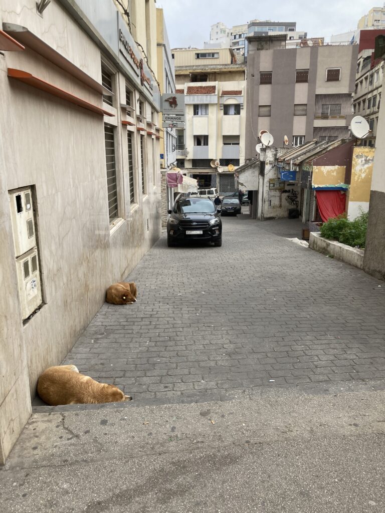 A view of an alley with sleeping dogs near Avenue Imam Mouslim