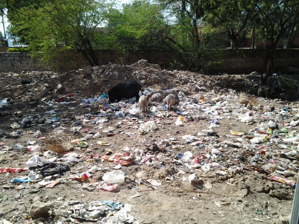 A view of feral pigs feeding on street trash in Jaipur