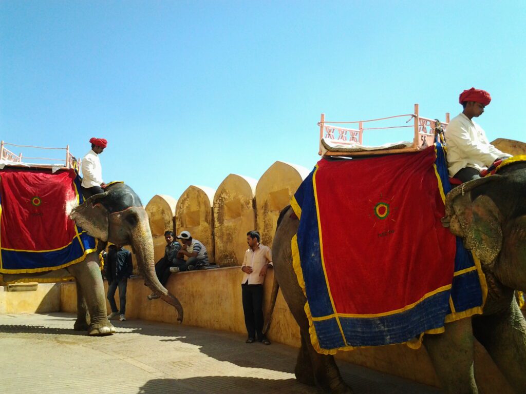 A view of elephants at the Amer Fort in Jaipur