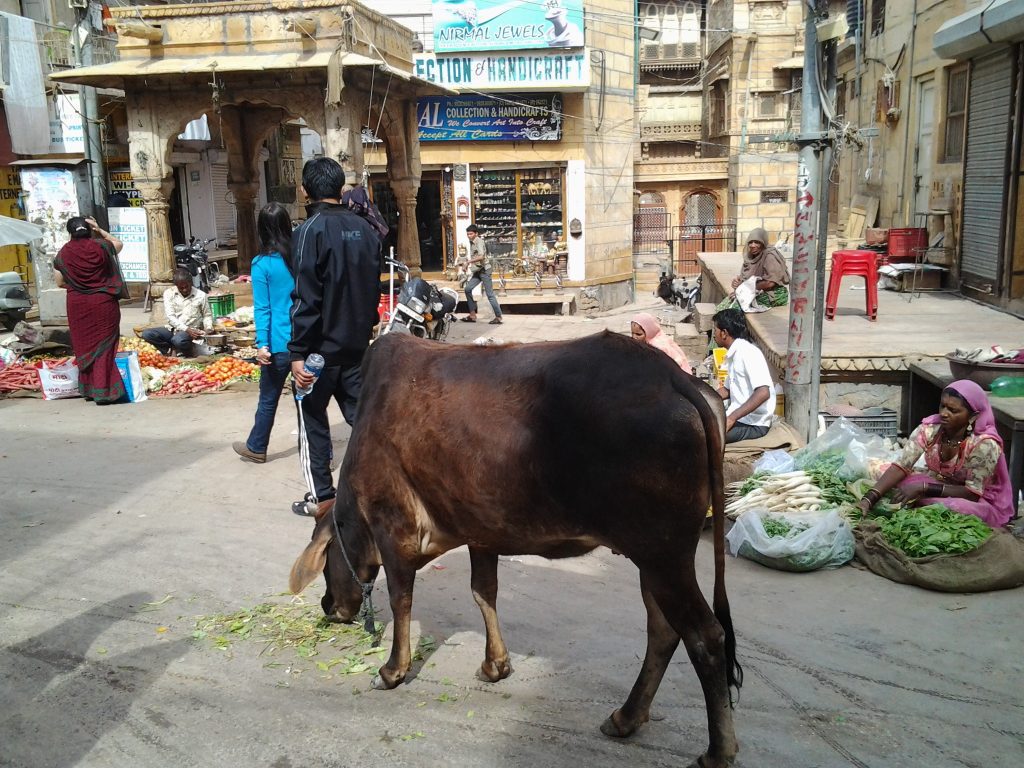 A scene in Jaisalmer, Rajasthan taken February 2013.