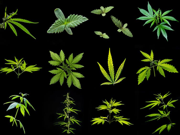 cannabis leaves