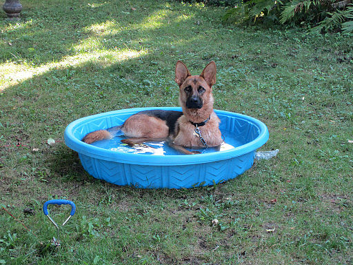 Hot August Dog In Pool