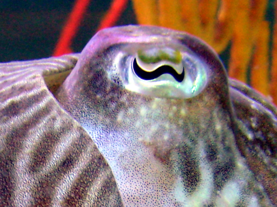 The characteristic W-shape of the cuttlefish eye