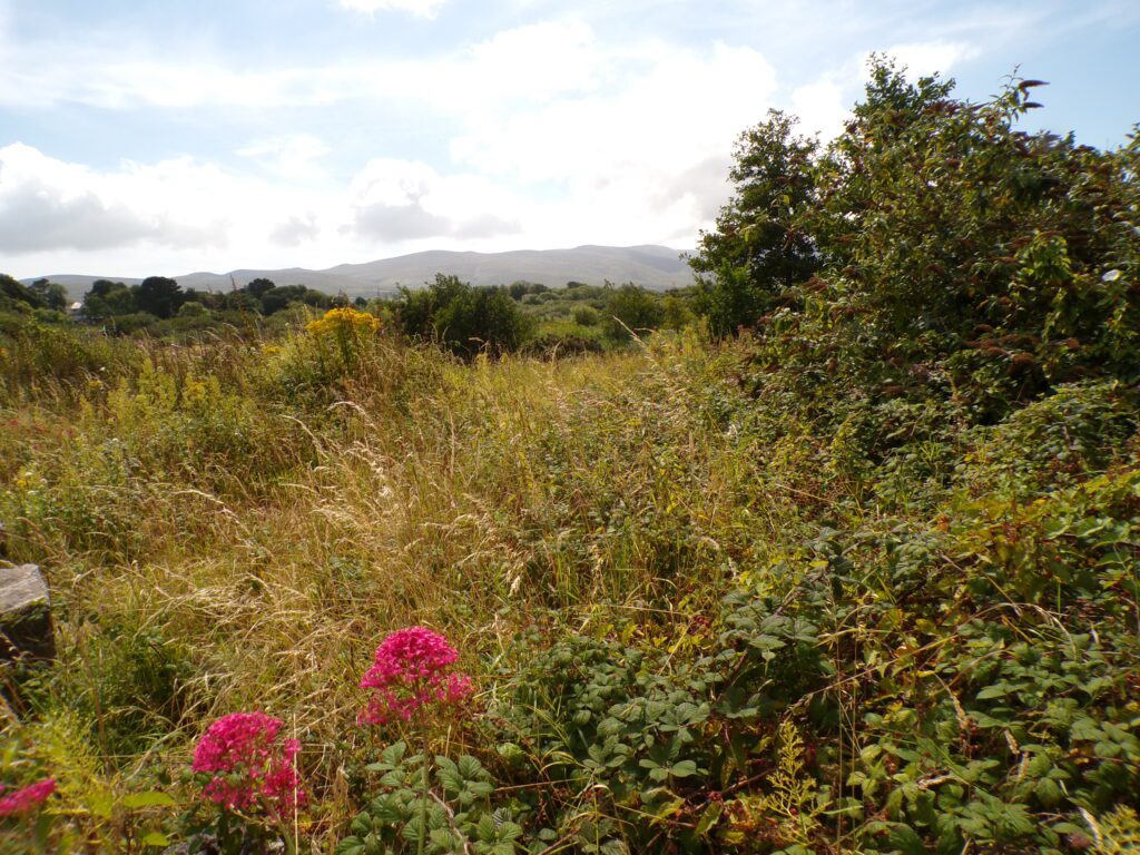 A scene at Tralee Bay Wetlands Ecology & Activity Park (Ionad Bogach Bhá Trá Lí)