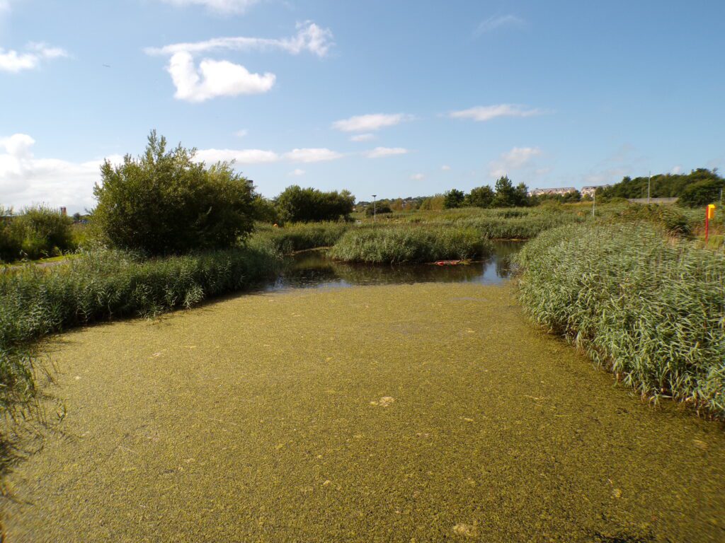 A scene at Tralee Bay Wetlands Ecology & Activity Park (Ionad Bogach Bhá Trá Lí)