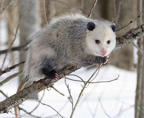 North American Possum with Winter Coat